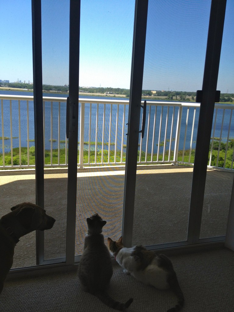 Pets looking outside window Pets looking outside window