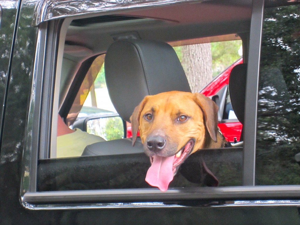 Roadie with head out the window Roadie with head out the window