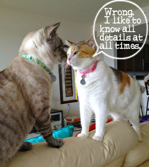 Kitty Stand Off Kitty Stand Off