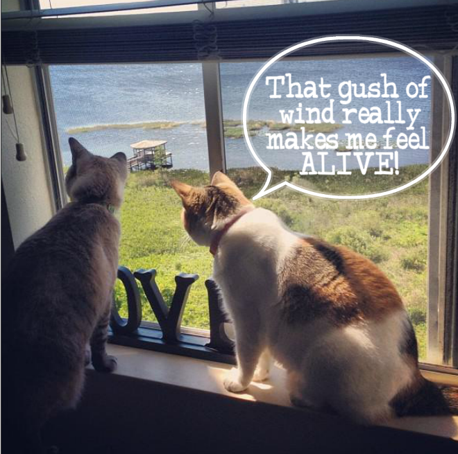 Kitties at window Kitties at window