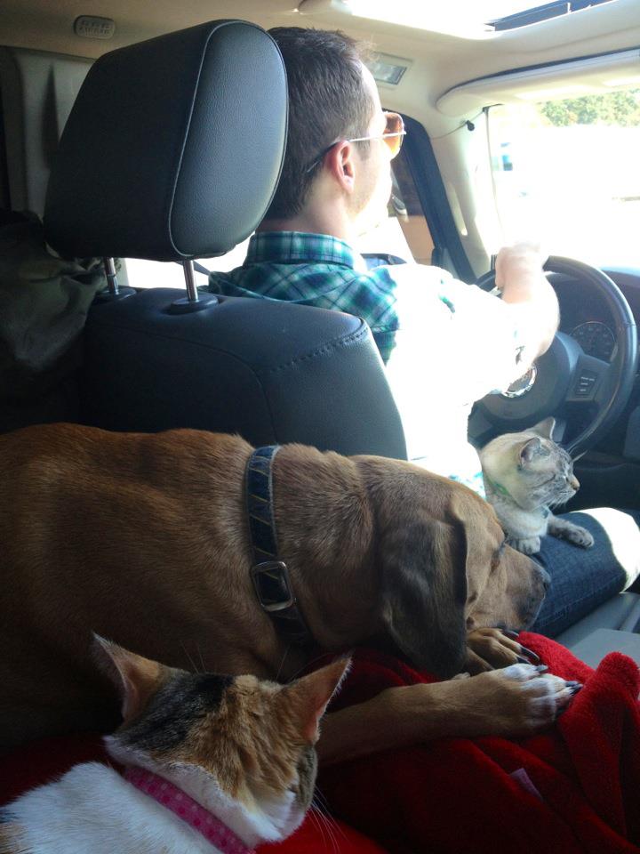 Driving on the road with pets