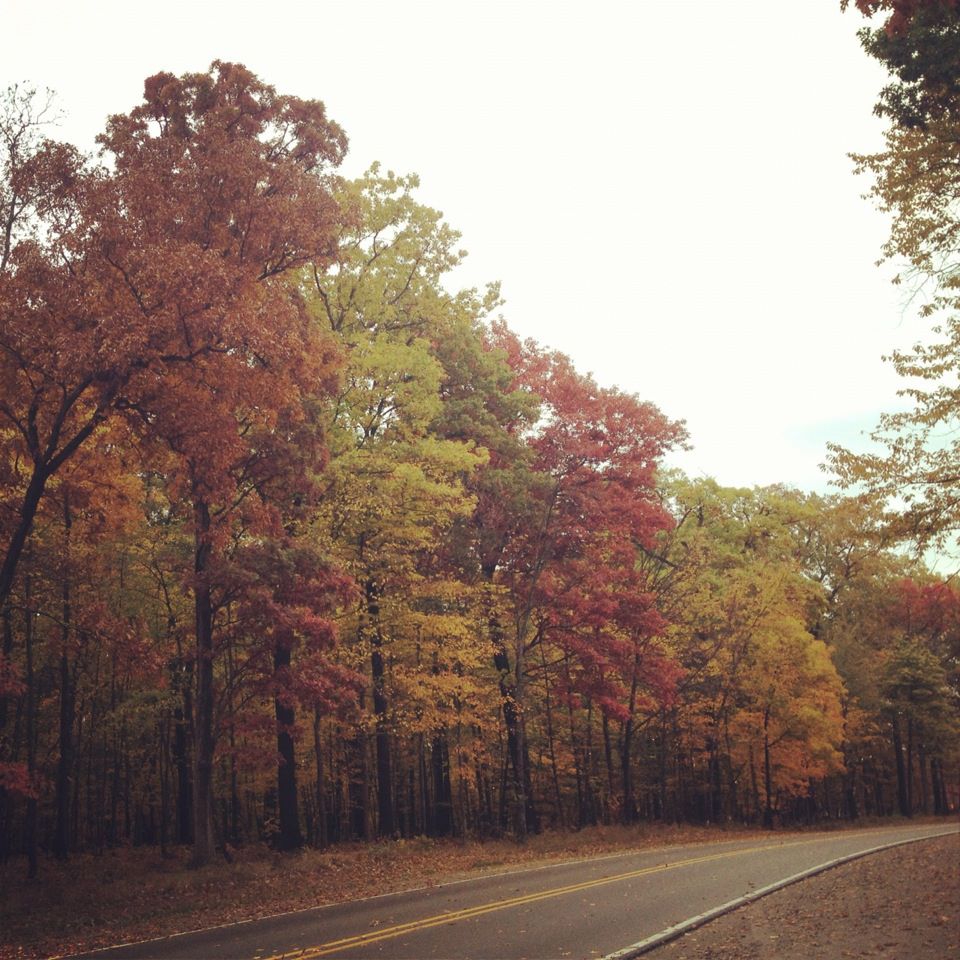 Fall leaves