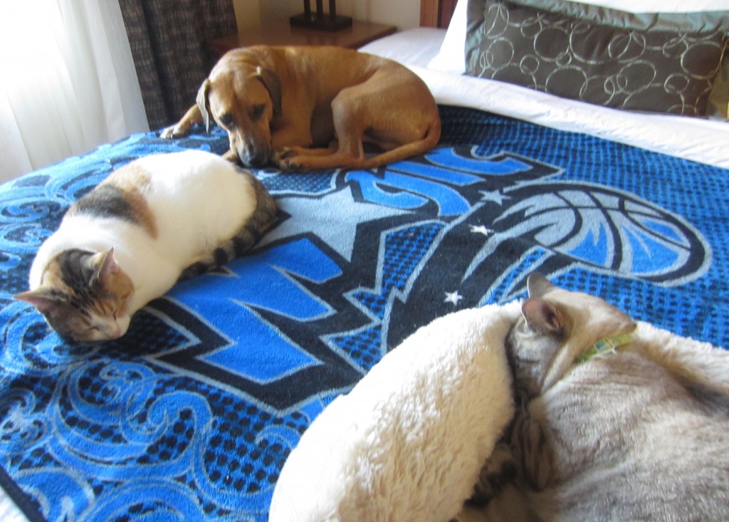 Funny Pets at Hotel