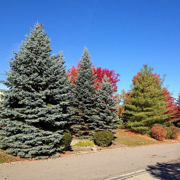 Michigan Trees