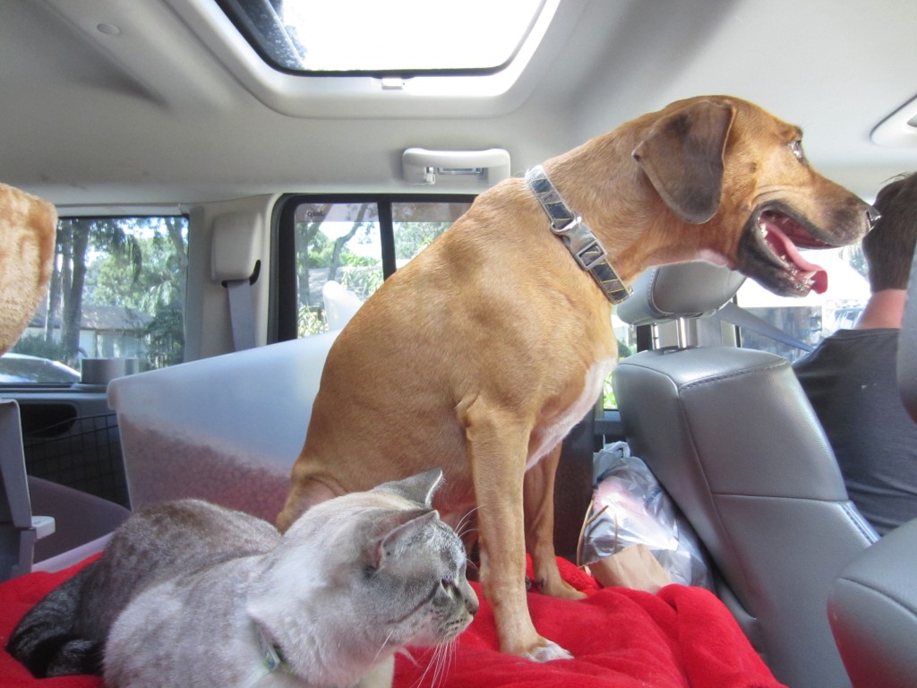 Pets on the Road in the backseat