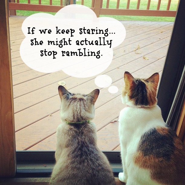 Funny Monday Morning Quotes Cats looking out window funny