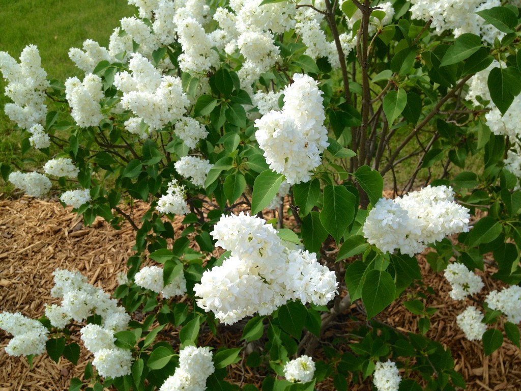 neighborhood flowers