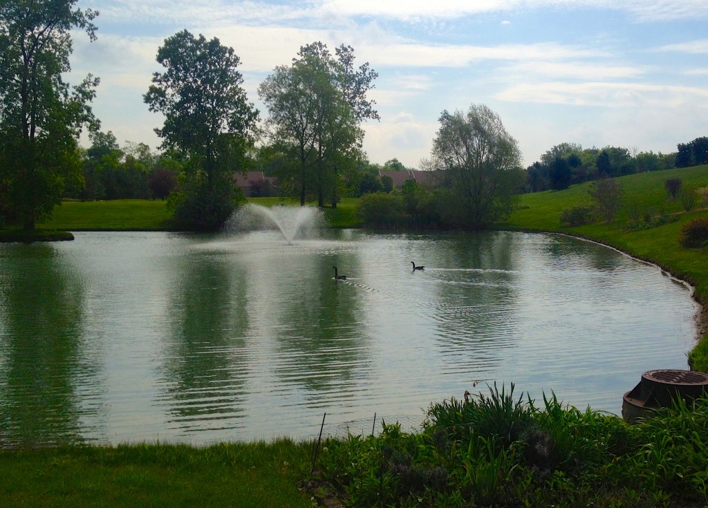 neighborhood geese