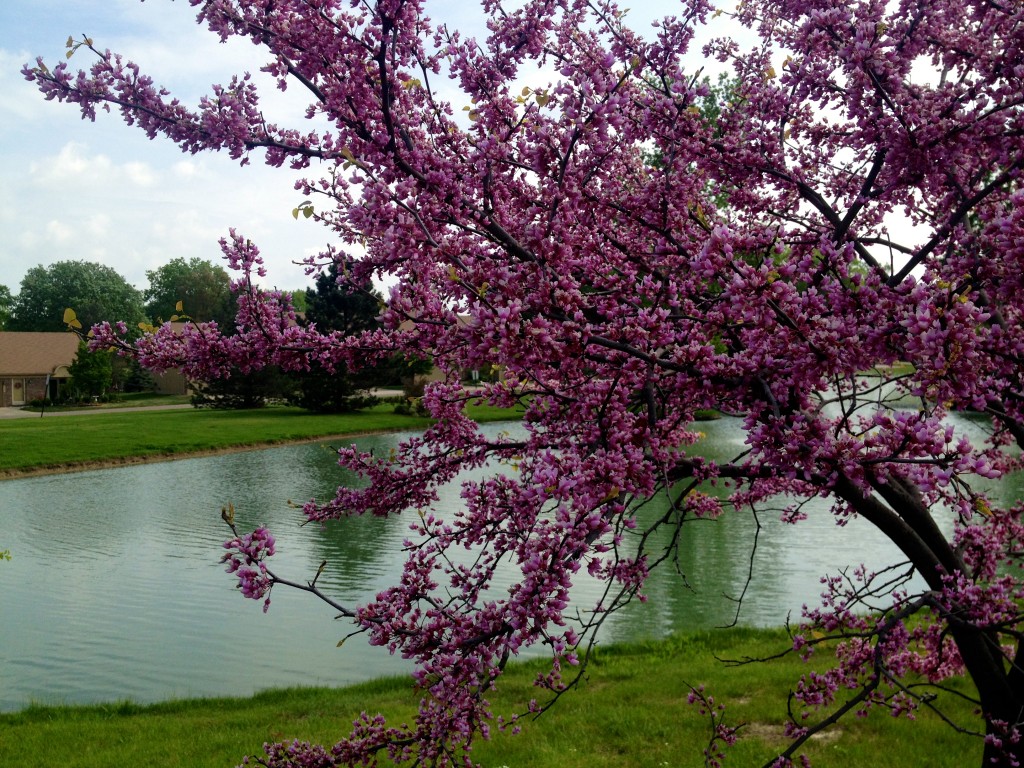 walk around the lake pretty trees